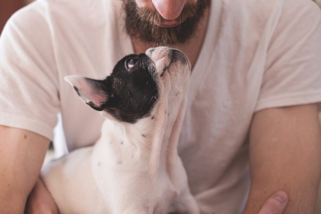 Un petit chien avec une coupe soignée et élégante, mettant en valeur sa petite taille et son pelage brillant, après un toilettage à Lyon.
