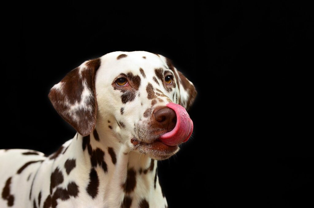 Portrait d'un chien Dalmatien marron et blanc avec la langue sortie.