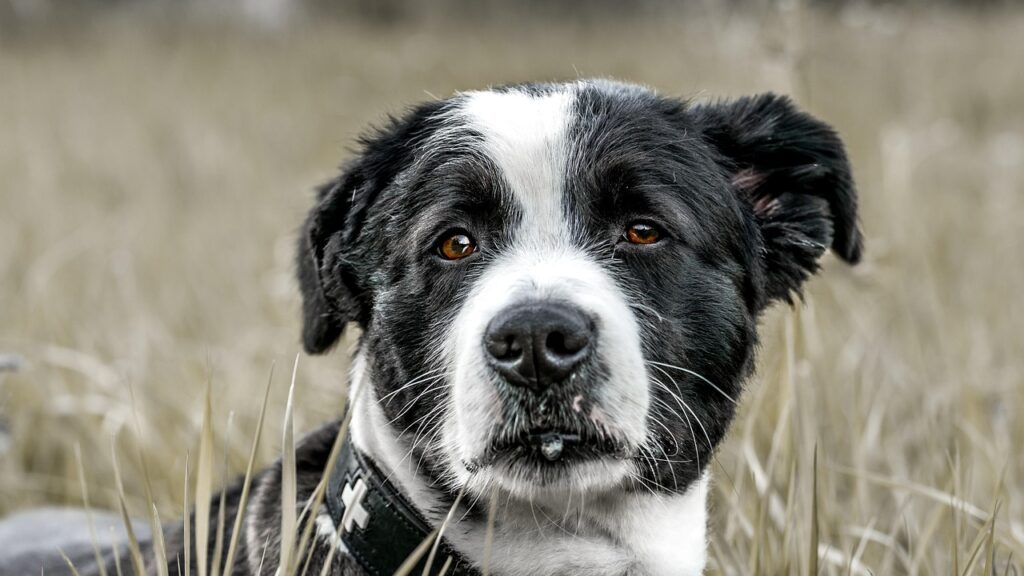 Offrez à votre chien le même sentiment de bien-être et cette apparence soignée grâce à nos services de toilettage canin à Lyon.