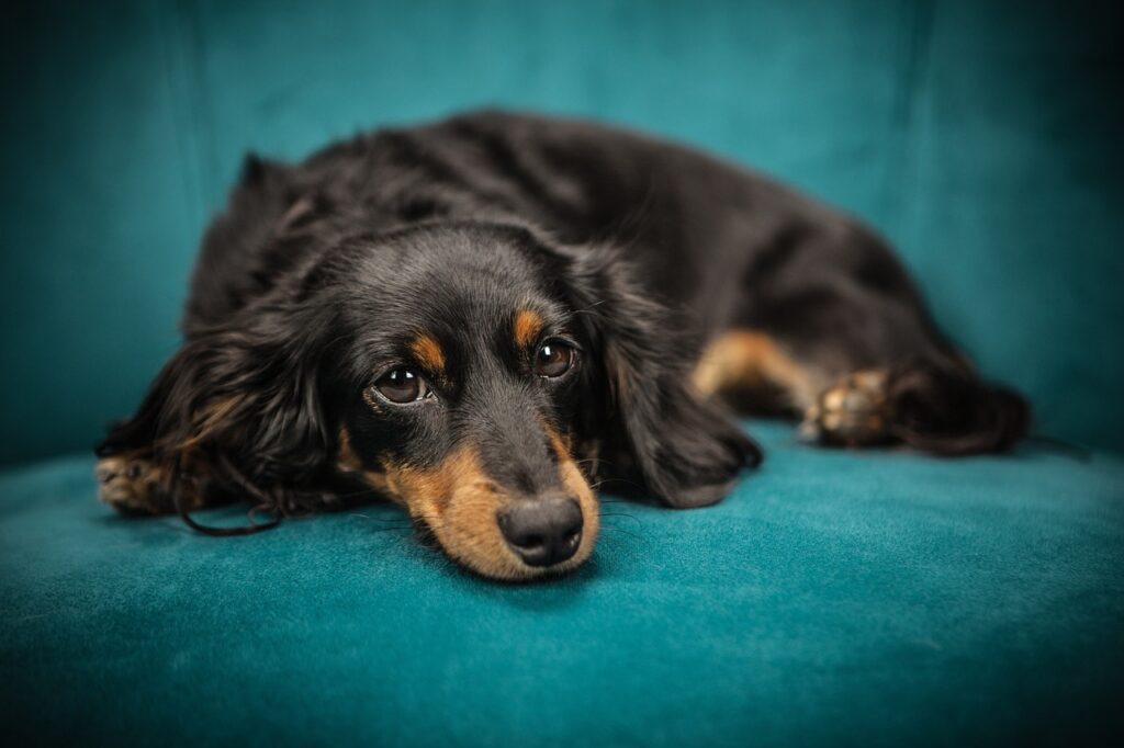 Un chien au pelage propre et bien entretenu, avec une expression paisible après avoir été toiletté par notre équipe à Lyon.