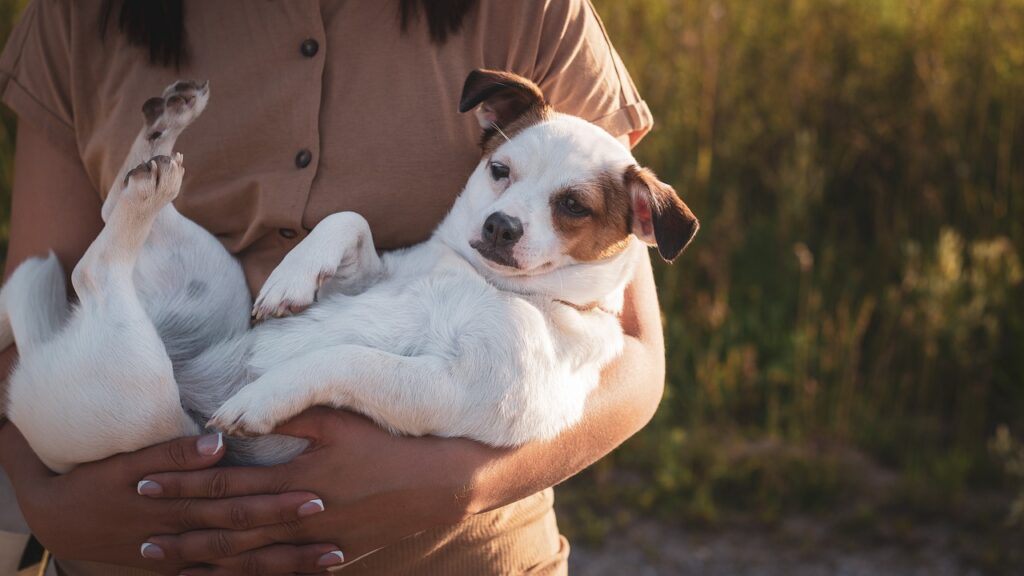 Chiot blanc et marron après un premier toilettage doux à Lyon, se sentant en sécurité dans les bras de son maître.