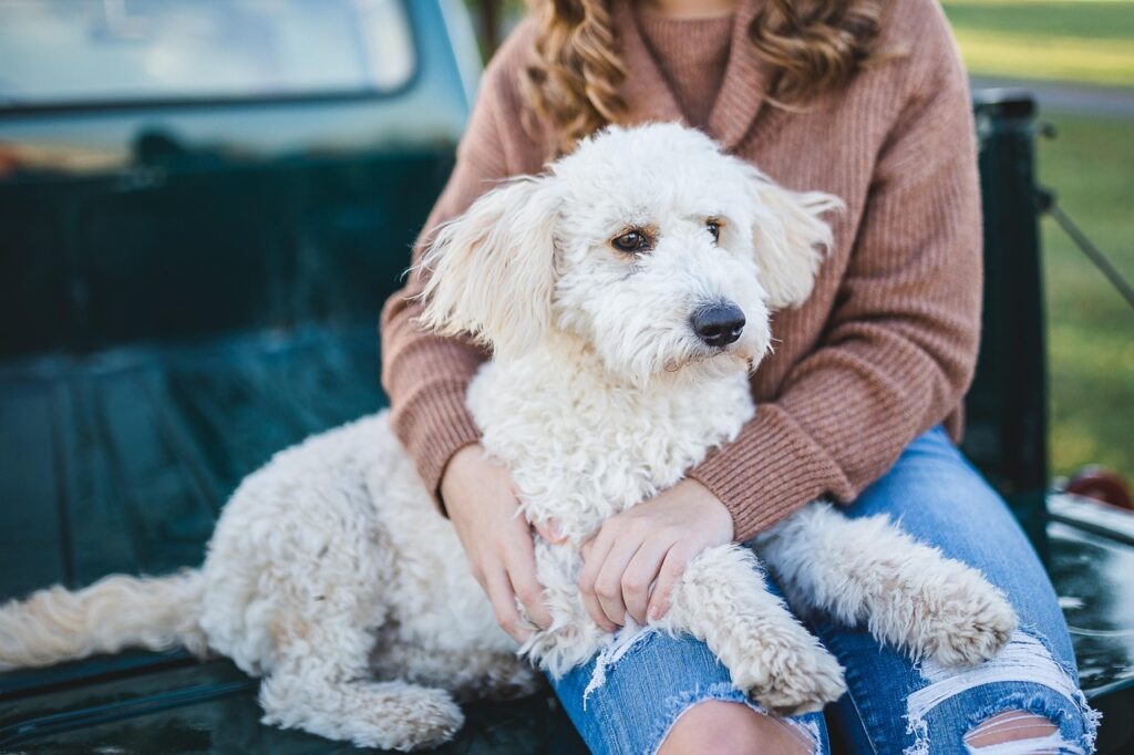 Chien blanc après un toilettage doux à Lyon, confortablement installé avec son propriétaire.