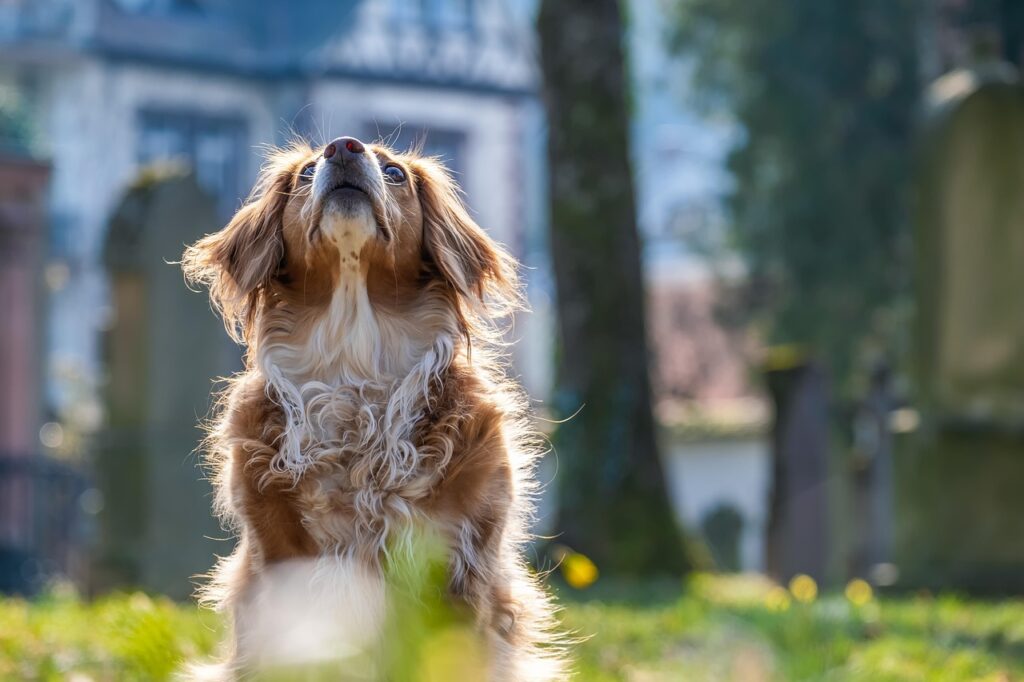 Offrez à votre chien le même sentiment de bien-être et cette apparence soignée grâce à nos services de toilettage canin à Lyon.