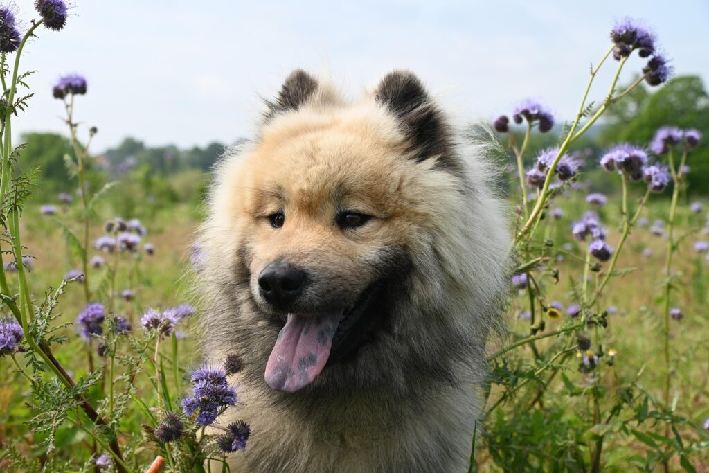 Chien Keeshond au pelage gris et beige dans un champ de fleurs violettes.
