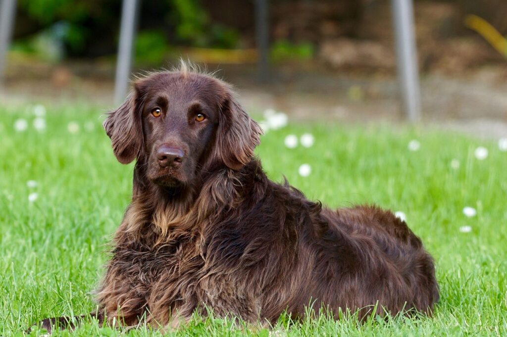 Portrait d'un chien brun à poil mi-long sur une pelouse.