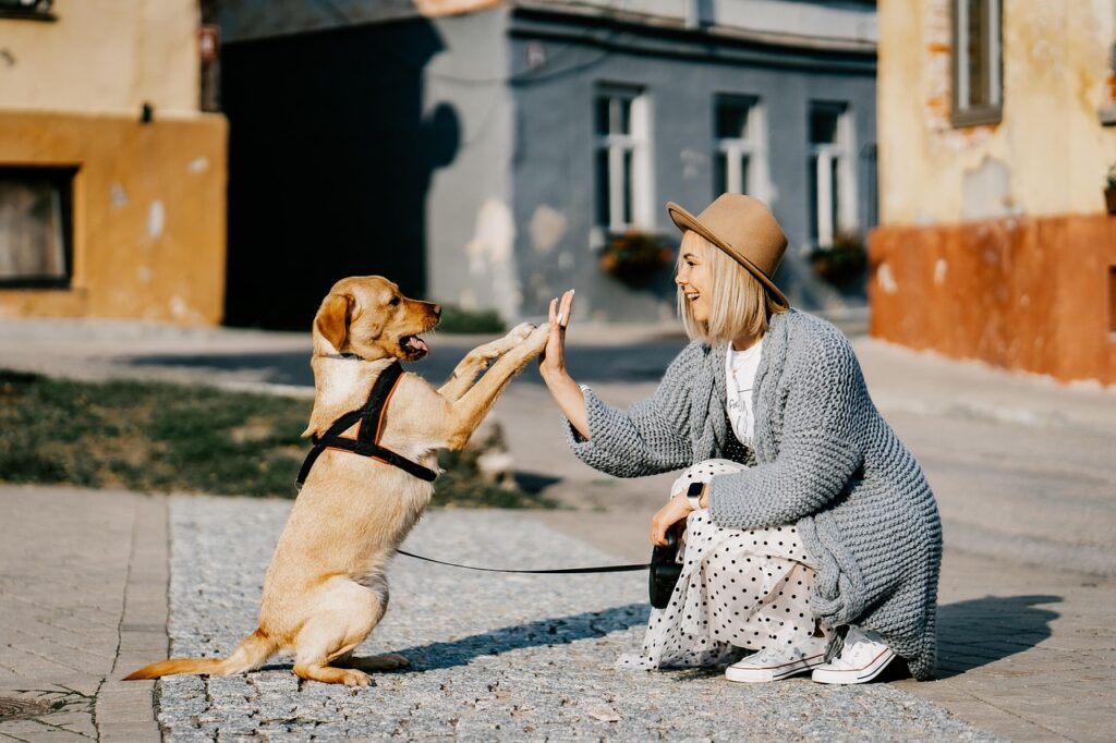Femme donnant la patte à un chien Labrador en extérieur.