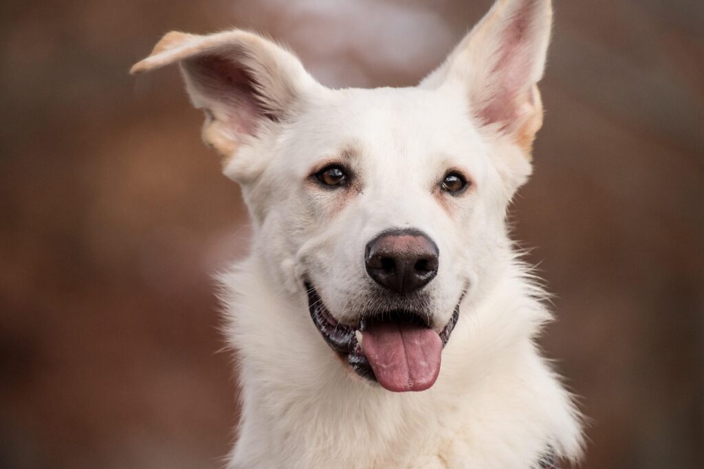 Chien blanc après un toilettage doux à Lyon, avec un air joyeux.