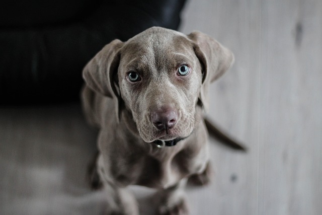 Chien qui sort de notre salon de toilettage engagé à Lyon.